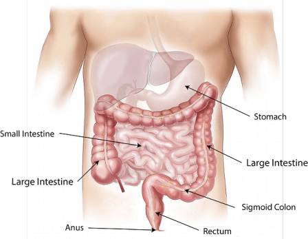 stomach during drinking alcohol