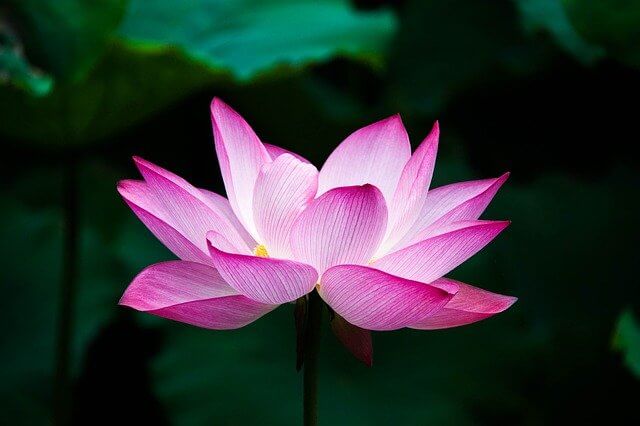 the lotus is a popular sobriety symbol